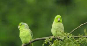 Blaugenick-Sperlingspapagei