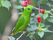 Blaukronenpapageichen