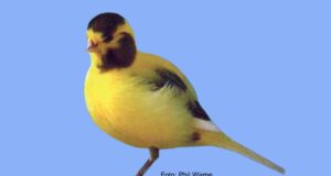 Der Border Fancy Border Fancy gescheckt intensiv