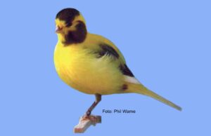 Der Border Fancy Border Fancy gescheckt intensiv