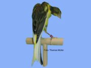 Der Bossu Belge Bossu Belge gescheckt intensiv.