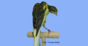 Der Bossu Belge Bossu Belge gescheckt intensiv.