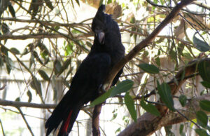 Braunkopfkakadu