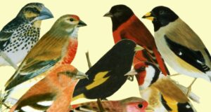 Überblick über die Carduelidenarten Überblick über die Carduelidenarten