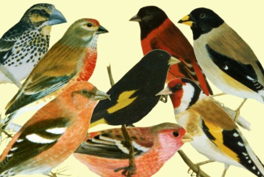 Überblick über die Carduelidenarten Überblick über die Carduelidenarten