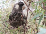 Carnabys Weißohr-Rabenkakadu