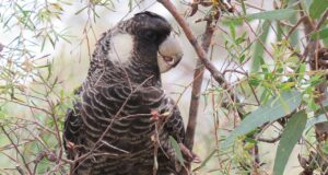 Carnabys Weißohr-Rabenkakadu