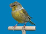 Der Gloster Fancy Gloster Fancy Corona