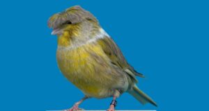 Der Gloster Fancy Gloster Fancy Corona