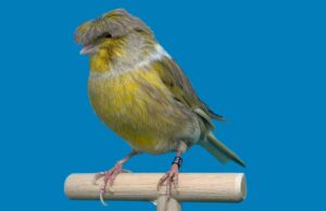 Der Gloster Fancy Gloster Fancy Corona