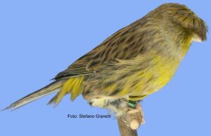 Der Crest Kanarienvogel Crested Melanin nichtintensiv