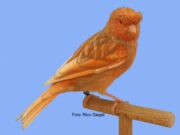 Die Deutsche Haube DH Phaeo Rotmosaik Typ 2