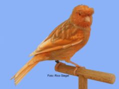 Die Deutsche Haube DH Phaeo Rotmosaik Typ 2