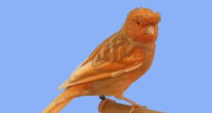 Die Deutsche Haube DH Phaeo Rotmosaik Typ 2