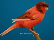 Die Deutsche Rotschecke Deutsche Rotschecke Haube Braun nichtintensiv