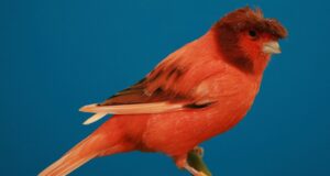 Die Deutsche Rotschecke Deutsche Rotschecke Haube Braun nichtintensiv