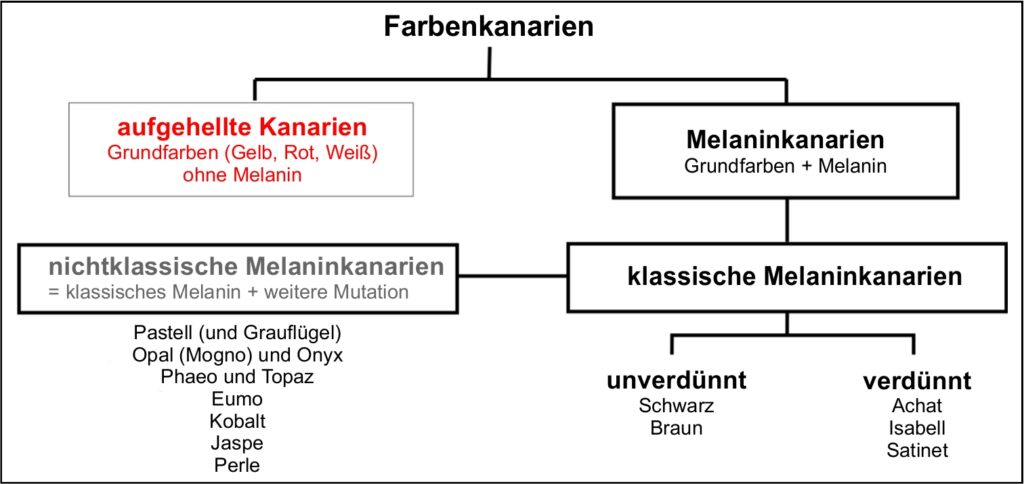 Einteilung der Farbenkanarien