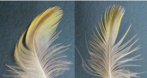 Die Gefiedertexturen Federtextur