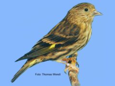 Der Fichtenzeisig 1,0 Fichtenzeisig