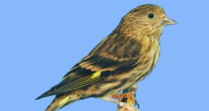 Der Fichtenzeisig 1,0 Fichtenzeisig