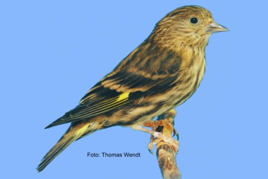 Der Fichtenzeisig 1,0 Fichtenzeisig