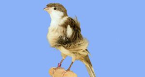 Der Fiorino Fiorino Haube weißgrundig gescheckt