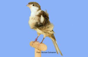 Der Fiorino Fiorino Haube weißgrundig gescheckt