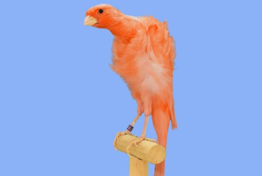 Der Frisé du Sud (Südholländer)