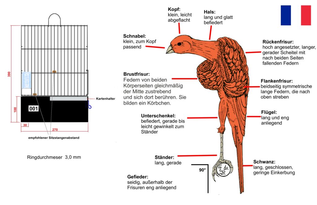 Merkmale des Frisé du Sud