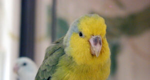 Gelbmasken-Sperlingspapagei