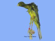 Der Gibber Italicus Gibber Italicus Melanin