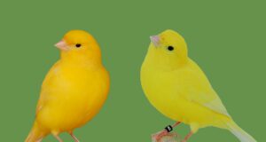 Gelbe Kanarienvögel Aufgehellt "Goldgelb" intensiv und aufgehellt "Zitrongelb" intensiv