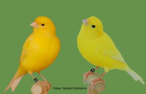 Gelbe Kanarienvögel Aufgehellt "Goldgelb" intensiv und aufgehellt "Zitrongelb" intensiv