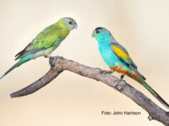 Goldschulter-Sittich