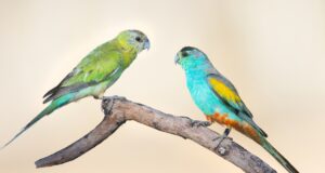 Goldschulter-Sittich