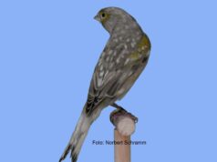 Farbenkanarien Schwarzpastell-Grauflügel Grauflügel Gelbmosaik Typ 2