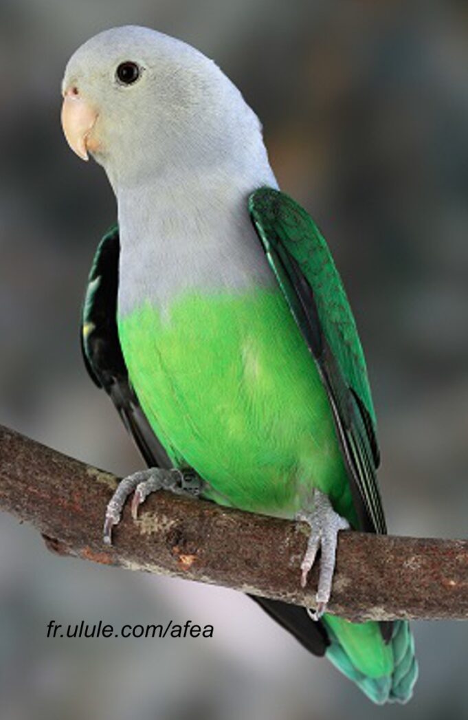 Die Agaporniden Unzertrennliche