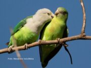 Grauköpfchen Grauköpfchen Paar