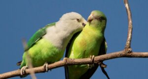 Grauköpfchen Grauköpfchen Paar