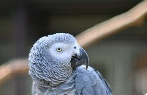 Graupapagei