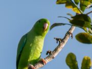 Grünbürzel-Sperlingspapagei