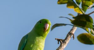 Grünbürzel-Sperlingspapagei