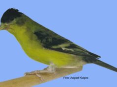 Der Mexikozeisig 1,0 Grünrückenzeisig