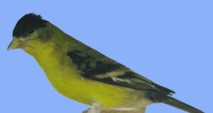 Der Mexikozeisig 1,0 Grünrückenzeisig