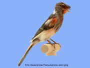 Der Harlekin (Kanarienvogel) Harlekin Haube