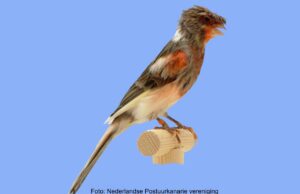 Der Harlekin (Kanarienvogel) Harlekin Haube