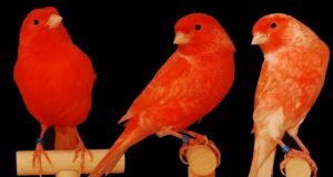 Qualzucht Intensität? Intensitäten