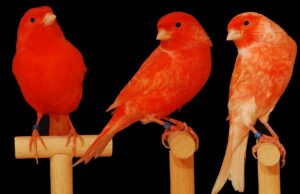 Qualzucht Intensität? Intensitäten