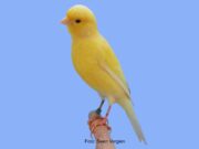 Der Irish Fancy Irish Fancy Gelb nichtintensiv