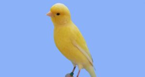 Der Irish Fancy Irish Fancy Gelb nichtintensiv